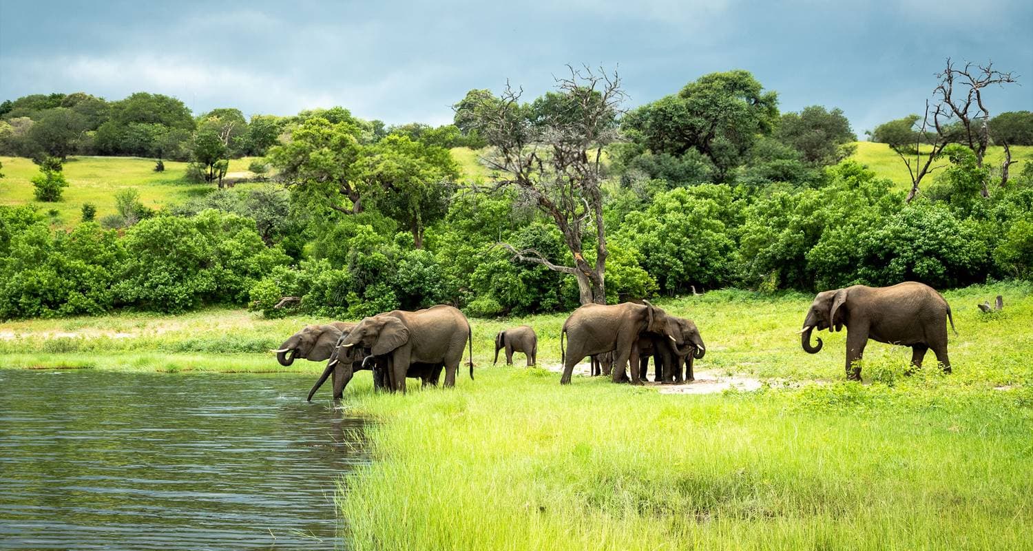 Chobe Botswana — wildlife safari destination for incentive reward travel.